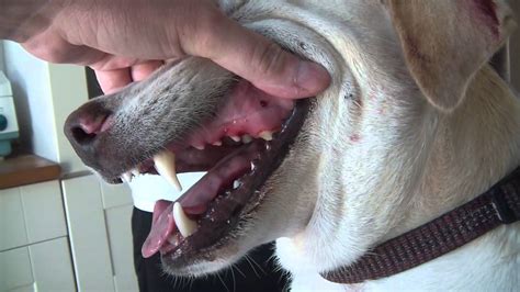 dogs bleeding gums
